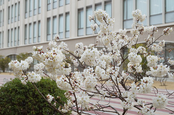 春の訪れ　花のある大学　１７