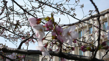 花のある大学２１　桜通信