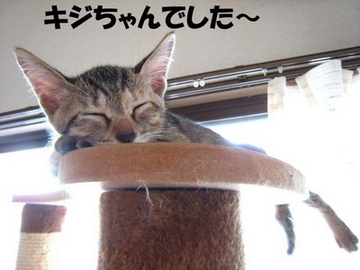 本日の一枚 ~ホルス~ &里親募集