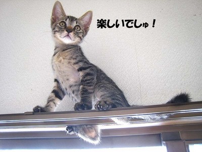 本日の一枚 ~ホルス~ &里親募集