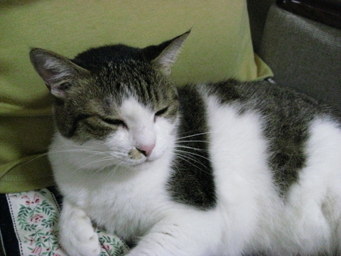 本日の一枚 ~のら~