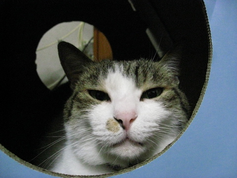 本日の一枚 ~のら~