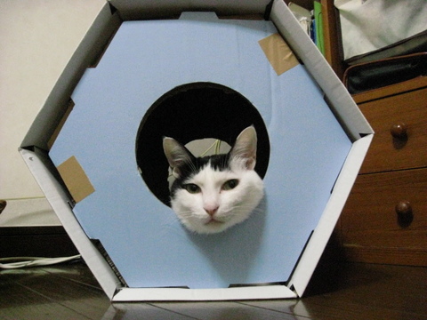 本日の一枚 ~ホルス~