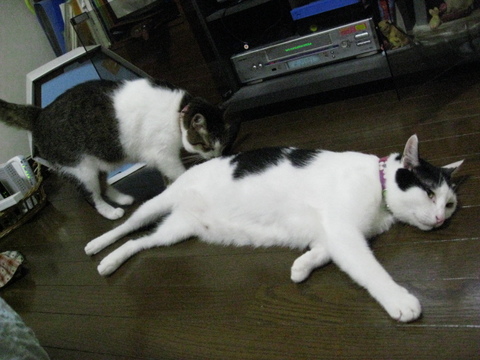 本日の一枚 ~のらとホルス~