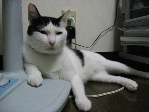 本日の一枚 ~ホルス~