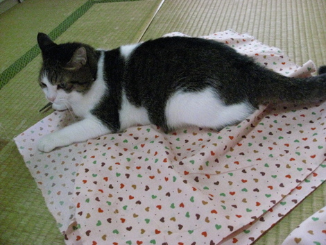本日の一枚 ~のら~