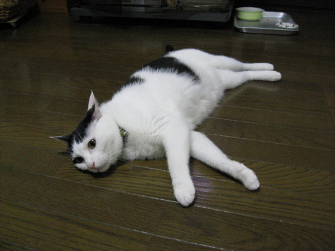 本日の一枚 ~ホルス~