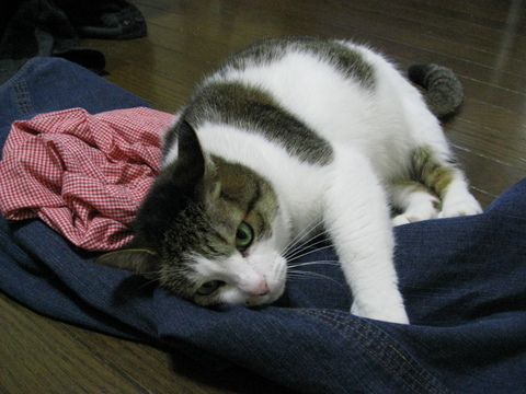 本日の一枚 ~のら~