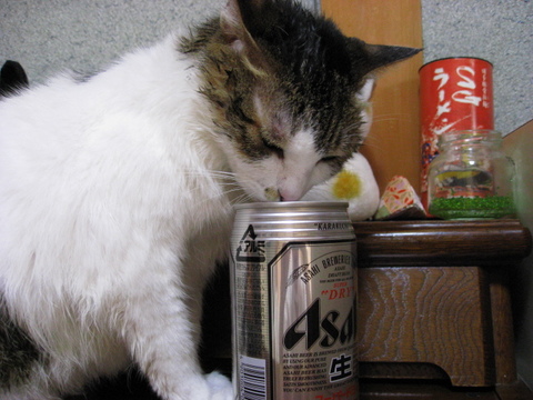 本日の一枚 ~のら~