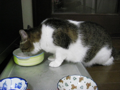 本日の一枚 ~のら~