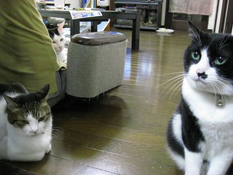 本日の一枚 ~のらとホルスと田中さん~