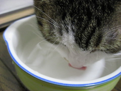 本日の一枚 ~のら~