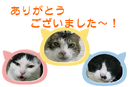 本日の一枚 ~のらとホルスと田中さん~