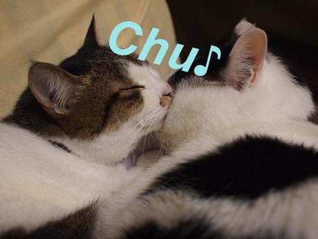 本日の一枚 ~のらとホルス~