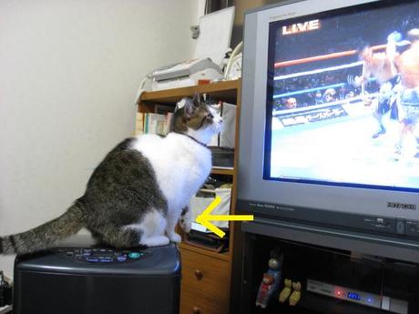 本日の一枚 ~のら~