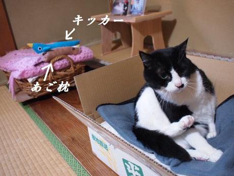 本日の一枚 ~田中さん~