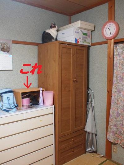 本日の二枚 ~のら~