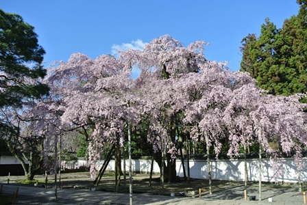 醍醐寺三宝院さんの桜、見頃ですね！