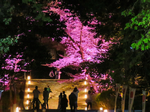 夜の桜（大津市・三井寺）