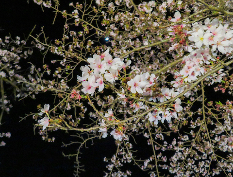 夜の桜（大津市・三井寺）