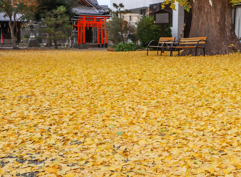 黄色の絨毯（大津市・和田神社）