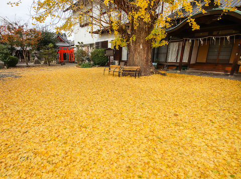 黄色の絨毯（大津市・和田神社）