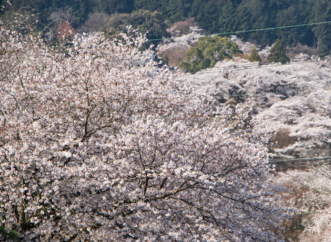 昔ながらの山桜かな（大津・三井寺）