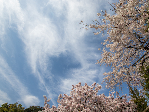 青い空に雲と桜（大津・近江神宮）