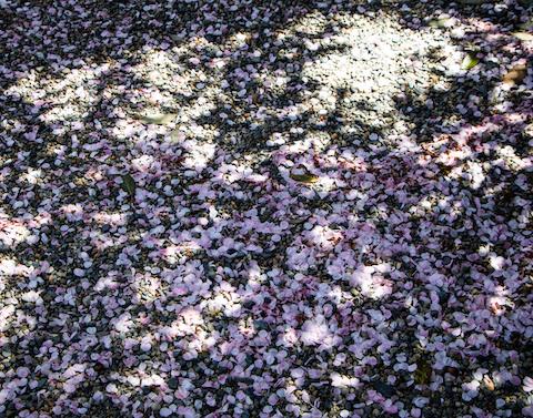 地面に咲いた桜（大津・寿長生の郷）