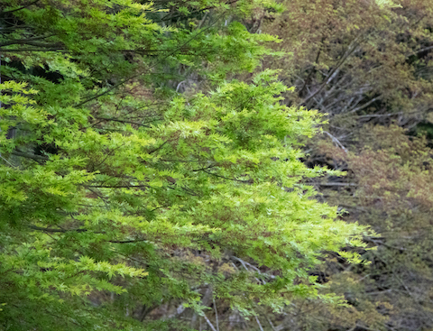 新緑の季節（古知谷・阿弥陀寺）