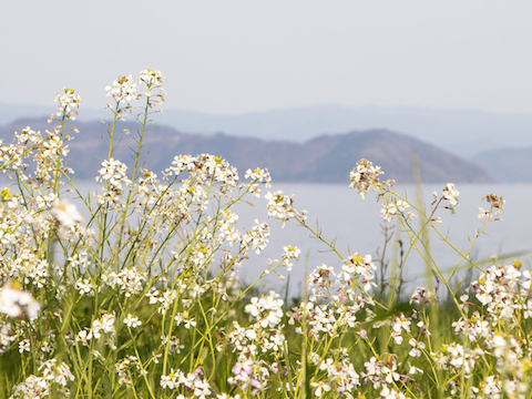 雪のような白い花　（近江今津・琵琶湖岸）