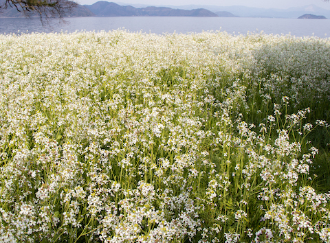 雪のような白い花　（近江今津・琵琶湖岸）