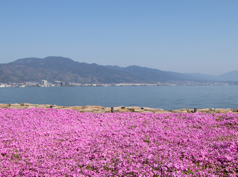 ピンクの絨毯（大津・琵琶湖畔）