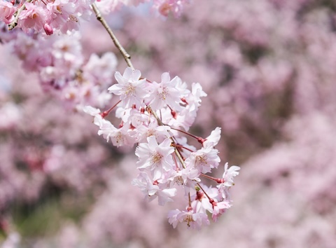 桜の開花にききみみを（右京区・宝泉寺）