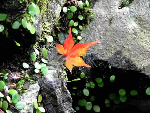 超一流の落ち葉～栂尾高山寺～