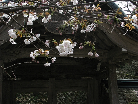 雅の世界の八重桜　（京北・常照皇寺）