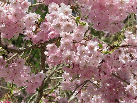 山間に咲く桜　（京北）