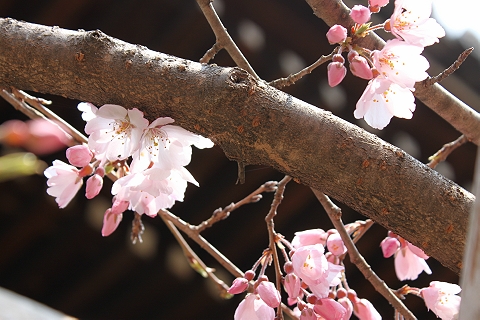 桜の季節へ　（真如堂）