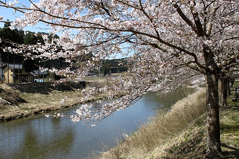 桜咲く道　（京北町）