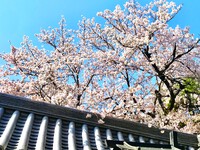 京都の桜、いよいよ開花へ！