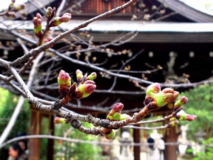 ≪　京都の桜も、まもなく開花へ　≫