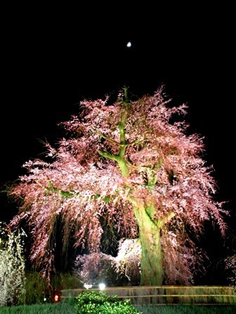 ≪　ぶらり、夜桜見物へ　≫　in　円山公園 / 祇園白川