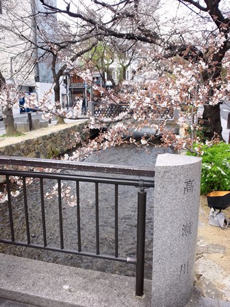 ≪　桜、まだまだ　≫　in　高瀬川