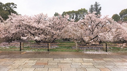 4/17（月）　≪　御室桜、満開です！　≫　in　仁和寺