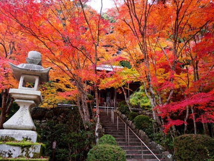 ≪　京都の紅葉、真っ盛り　≫　in　勝持寺