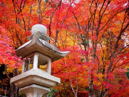 ≪　京都の紅葉、真っ盛り　≫　in　勝持寺