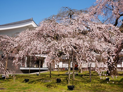≪　早咲きの桜、満開です！　≫　in　醍醐寺・霊宝館