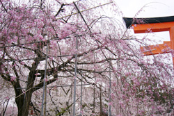 古きよき京都を訪ねて　西陣の桜めぐり