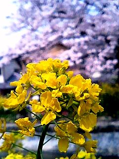 山科疏水の桜と菜の花