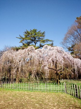 ≪　桜の季節到来　≫　in　京都御苑・近衛桜